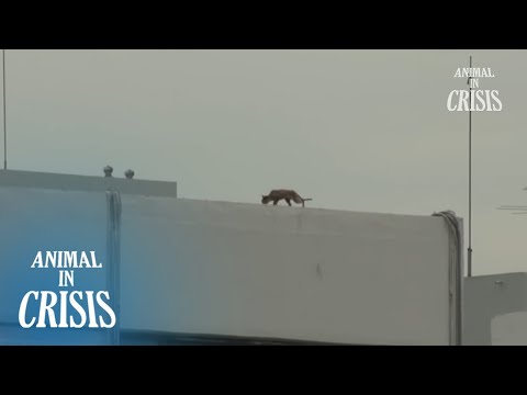 Cat Got Trapped On An Apartment Roof And Is Starving... l Animal in Crisis 370