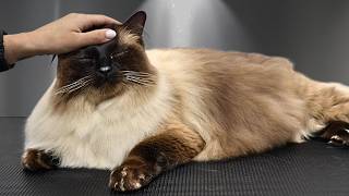 Grooming the Funniest Giant Ragdoll