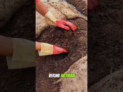 BU ŞEYİN Kilosu Altınla Yarışıyor! 💸 Neden Herkes Alıyor? 💩