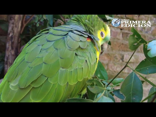 En la primera mitad de 2025 el Centro de Rehabilitación de Fauna Silvestre de la fundación que dirigen Fernando Piesco y su esposa Marina Sarquiz duplicó los casos de ingresos de monos, tucanes, tortugas y pequeños felinos víctimas del tráfico o la tenencia ilegal.