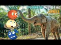 Rainforest Exploration and Deforestation