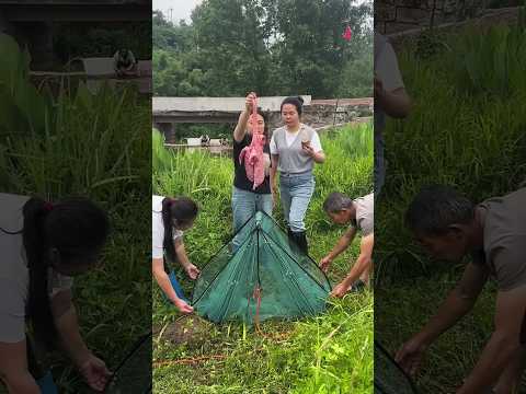 Unbelievable fish catching net bait traps #fishing #fishingtips #fishingvideo