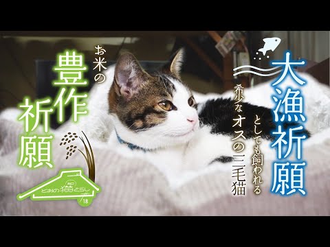 4匹の猫と仲良し野良さん登場『菊池さん宅の猫』