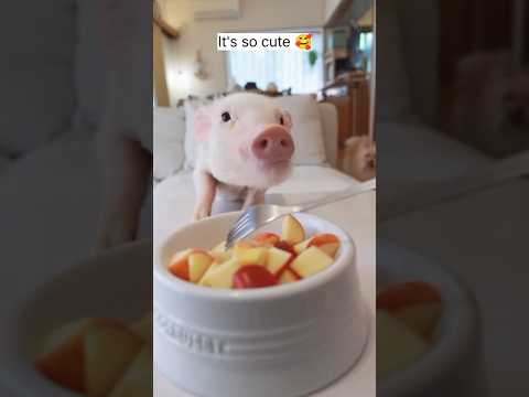 Kind family rescues and adopts piglet.#love #kindness #animals #cutepet