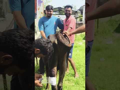 नंदी महाराज के पैर में बहुत बड़ा घाव हो गया था मल्लम पट्टी की गई🚩