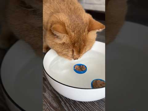 Как заставить котика пить воду 💦🐈 #котики #cat #котбурбон #кот
