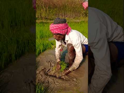 Fast & Easy Paddy Seedling Uprooting! 🌱🚜 #shorts