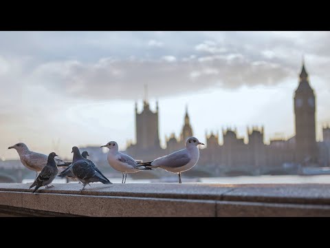 How the Thames Was Brought Back to Life | City Safari