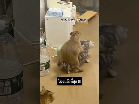 ทำไม คาปิบาร่าถึงตามล้างแค้นแมวไม่เลิก!!