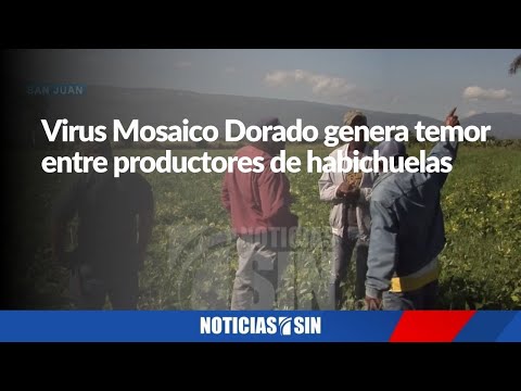 Virus Mosaico Dorado genera temor entre productores de habichuelas