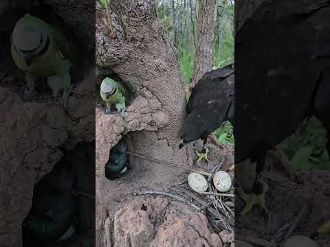 Strange video of an eagle watching a bird in a hole in the ground#bird #beautiful #love #eggs