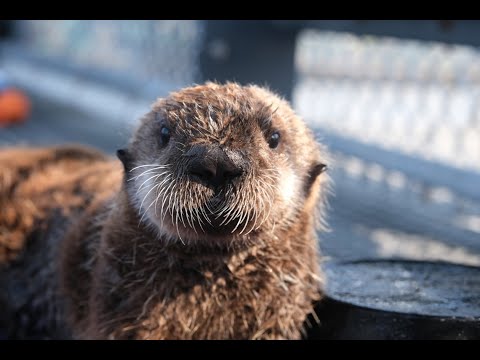 Sea Otter Cam | Vancouver Aquarium