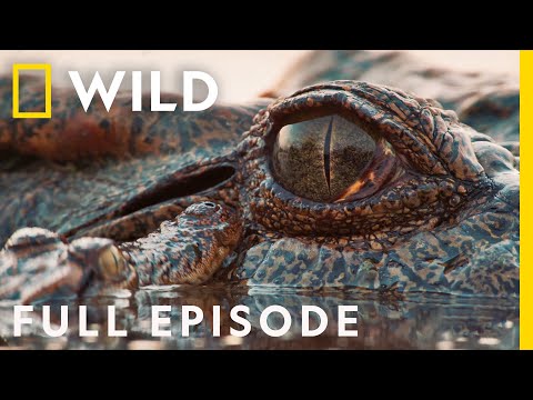 Wild Vietnam: Gibbons, Macaques, and Sea Turtles | Land of Water (Full Episode) | Nat Geo Wild