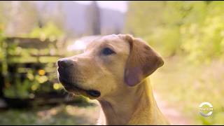 Meet Blue | Blue Skies | Season 1