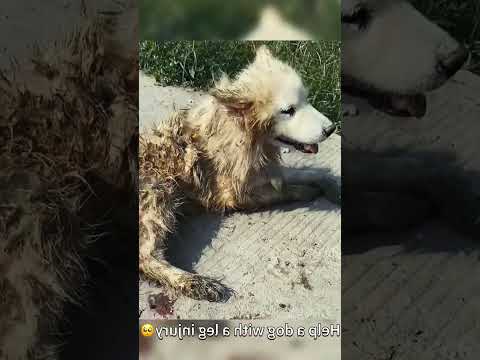 #fyp #bemyfriend #lonely #dog #dogs #cutepuppy #love #tiktok #doglover #lovedogs 9