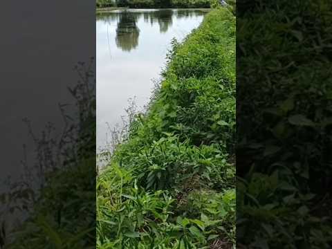 🌺người dân sóc Trăng trồng ớt thất thủ ,chuột ăn trái hết rồi 😭