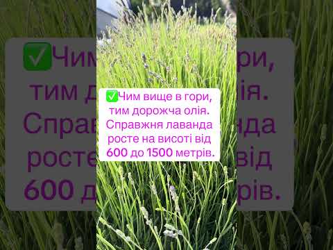 Цікаві факти про лаванду #top