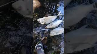 Plusieurs poissons ont été retrouvés morts à Rivière du Rempart (Ile Maurice) dans la rivière Hardy