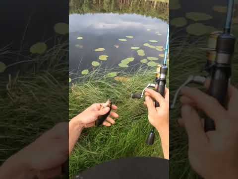 окунь під ногами #окунь