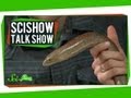 Understanding Slouching and Legless Lizards