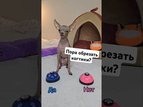 Руби отвечает на ваши вопросы #shorts  #toyruby