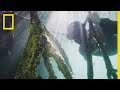 Mangrove Conservation and Exploration Insights