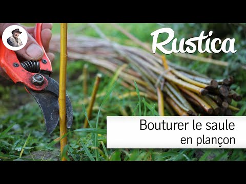 Bouturer le saule en plançon