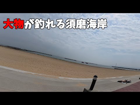 須磨海岸でルアーフィッシングすると・・・