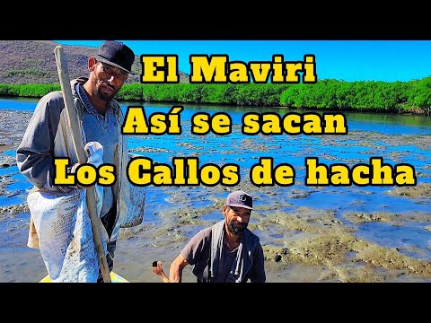 Así se sacan los callos y las almejas en el Maviri Sinaloa #callos #almeja #maviri #sinaloa #marisco