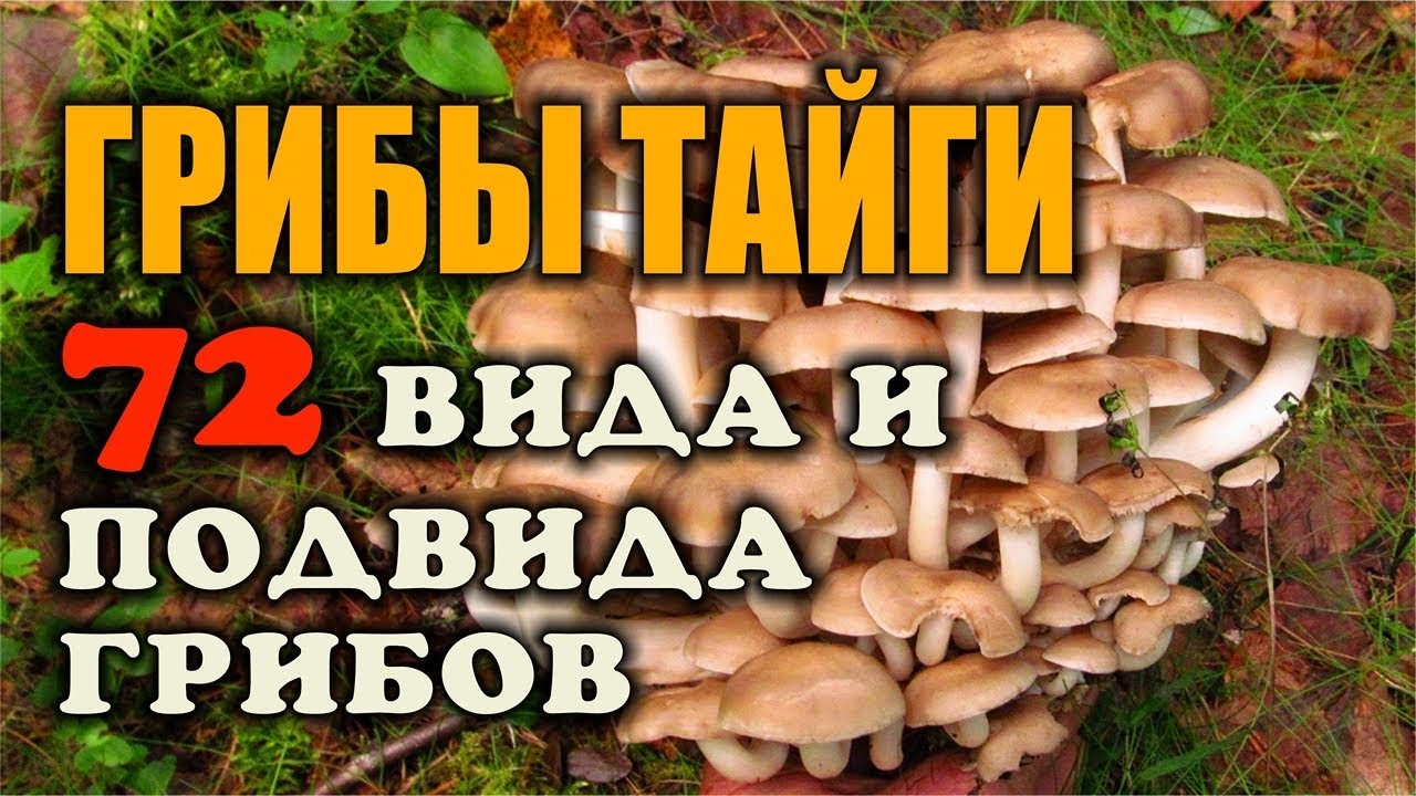 Грибы видео. Сбор грибов. Виды грибов. Съедобные грибы. 72 вида и подвида - то что я ем