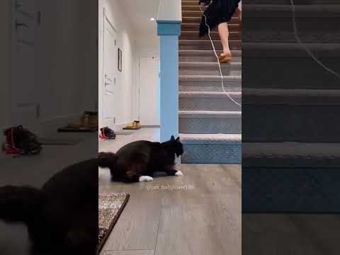 Funny Pets | 2024? Funny Dogs And Funny Cats Videos ? ? ? #128