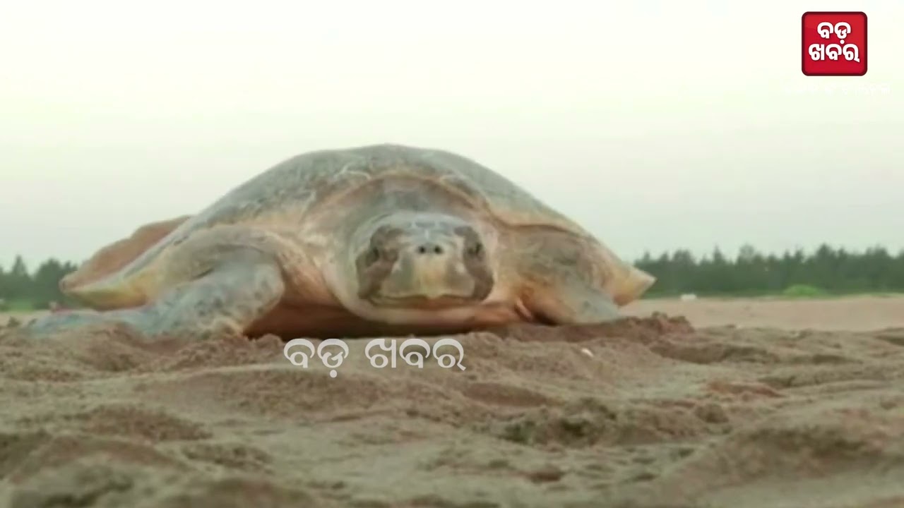 Olive Ridley donates eggs || BADAKHABAR TV