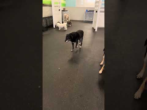 POV you found Waldo #sequel #viral #doggydaycare #dogs #dog #puppies #foryoupage #fyp #foryou