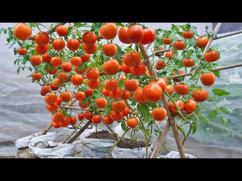 😱 You Won’t Believe This NEW Tomato Growing Method –lots of fruit Giant and Juicy Tomatoes!