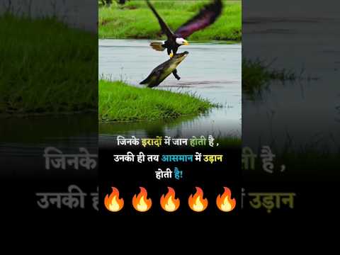 चील क्रोकोडाइल को पकड़ लिया #shorts yt