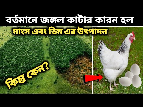 বর্তমানে জঙ্গল কাটার আসল কারণ হলো মাংস এবং ডিম এর উৎপাদন 😳 কিন্তু কেন।।#bestbengalifacts /মায়াজাল