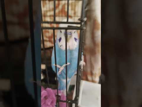 who loves parrots #parrot #pov #fypシ゚viral #rich