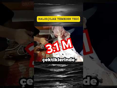 KÖPEK BALIĞI BALIKÇILARIN NELERİNİ YEDİ? #keşfet #yavruhayvanlar #viral