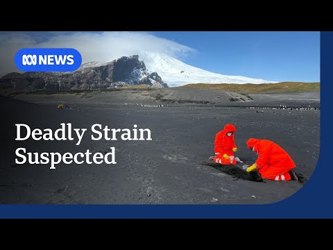 YouTube video thumbnail: Fears the Deadly H5 Strain of Bird Flu Has Reached Sub-Antarctic Heard Island