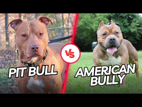 Pit Bull vs. American Bully: Key Differences Explained!