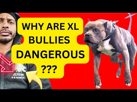 The Dog That Destroyed the United Kingdom | The Truth About the American Bully | Trainer Perspective