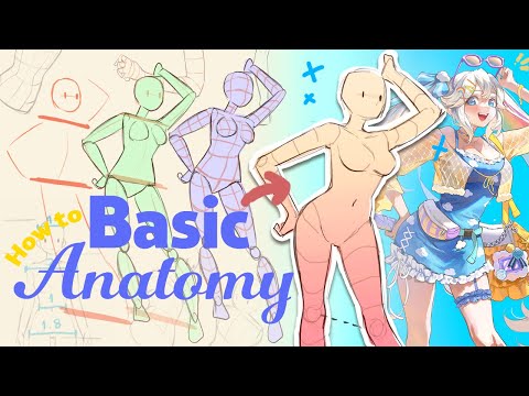 How to draw female bodies 🖊️ basic anatomy tutorial for begginers