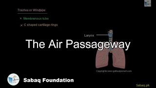 The Air Passageway