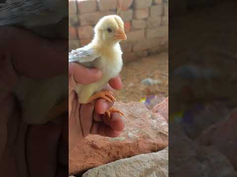 #animals #animals#youtubeshorts #birds