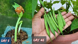 How I Grew Kidney Beans(राजमा) 🫘 In Container (Full Updates) #Rajmaplant #kidneybeans #redlobia