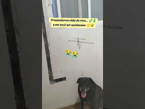 La vida es Bella✨ pero la del emprendedor durisisima😩 #trabajo #construccion #perros#autónomos