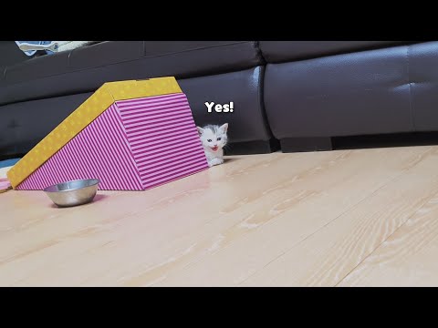 My Kitten Responds with a "Yes!" from Afar When I Calls!