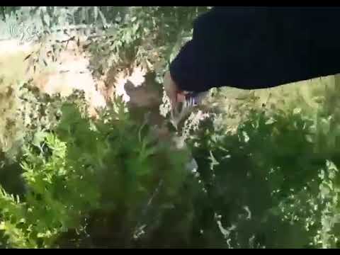 תושב חאן יונס נעצר בטמרה