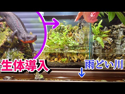 いよいよ生き物を導入！水の滴るアクアテラリウム【イモリ水槽３】