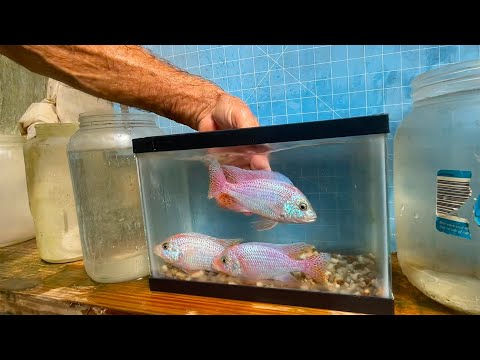 Skyblue Dragon Blood Peacock Cichlid ••• Gen Charles discusses breeder selection and Dragon Blood genetics in this new color strain he started wo